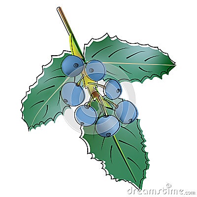 Mahonia aquifolium berry plant garden nature Vector Illustration