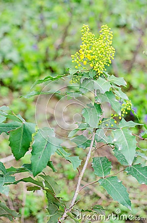 Mahonia aquifolium Stock Photo