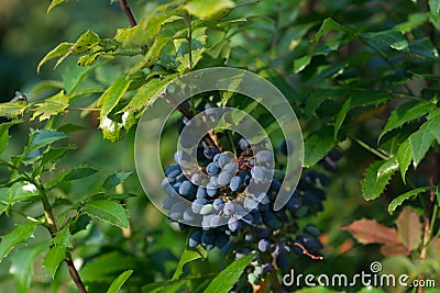 Mahonia aquifolium, holly-leaved berberry berries closeup selective focus Stock Photo