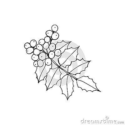 Mahonia aquifolium or Oregon grape branch with berries and leaves black and white line drawing. Vector Illustration
