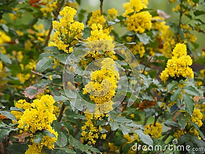 Mahonia aquifolium - Oregon grape Stock Photo