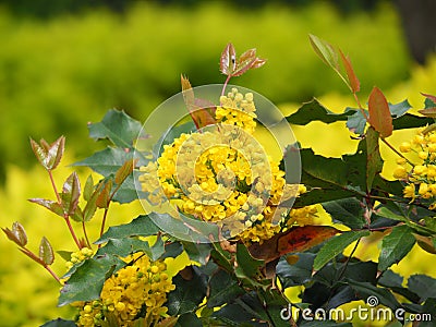 Mahonia aquifolium - Oregon grape Stock Photo