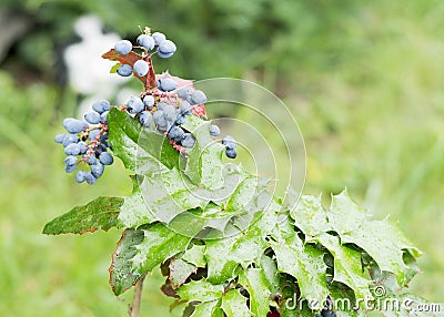 Mahonia aquifolium plant in family Berberidaceae Stock Photo