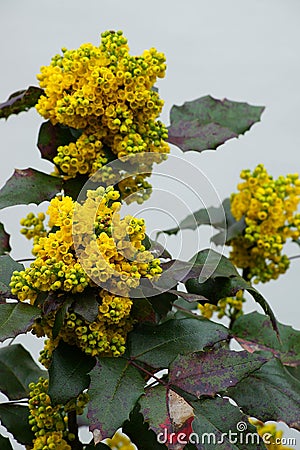 Mahonia aquifolium Stock Photo