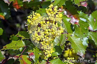 Mahonia Berberis aquifolium `Golden Abundance` Stock Photo