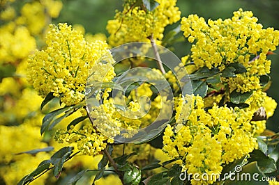 Mahonia blossom Stock Photo