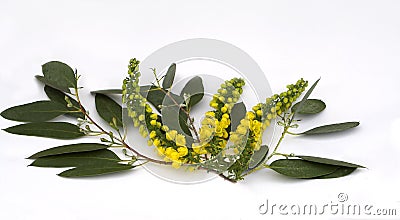 Mahonia on Eucalyptus Spray Stock Photo