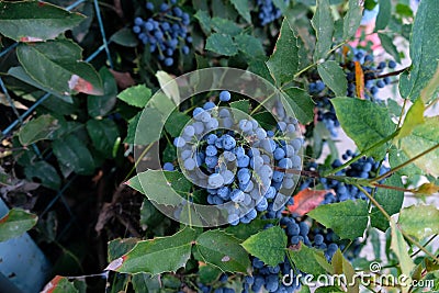 Mahonia fruits, blue berries on an ornamental shrub in the garden Stock Photo