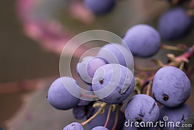 Mahonia, oregon grape fruits purple bunch growing, with green leaves Stock Photo