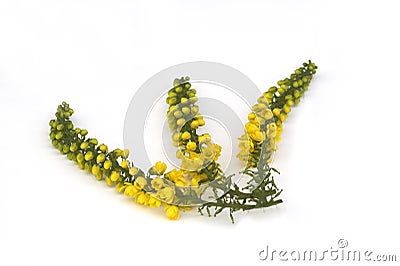 Mahonia Spray Stock Photo