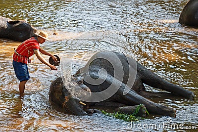 Mahout take a bath elephant Editorial Stock Photo