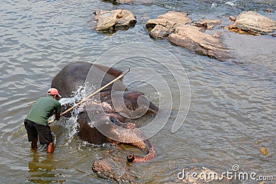 Mahout washing his elephants at Maha Oya River. Pinnawala Elephant Orphanage. Sri Lanka Editorial Stock Photo