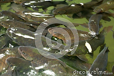 Mahseer Barb fish at Pliew Waterfall national park Stock Photo