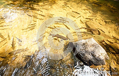 Mahseer barb in Phlio waterfall Stock Photo