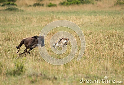 Maialka cheeta hunting wildebeest, Masai Mara Stock Photo