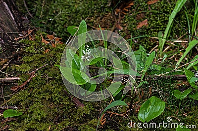 Maianthemum canadense or Canada Mayflower Stock Photo