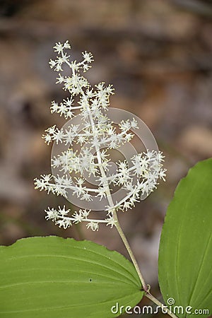 Maianthemum Racemosum, Feathery False Lilly of the Valley Stock Photo