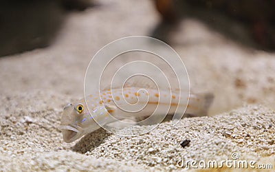 Maiden goby, Valenciennea puellaris Stock Photo