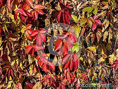 Maiden grapes, leaves of red and yellow color Stock Photo