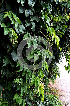 Maiden grapes. Vegetable background Stock Photo