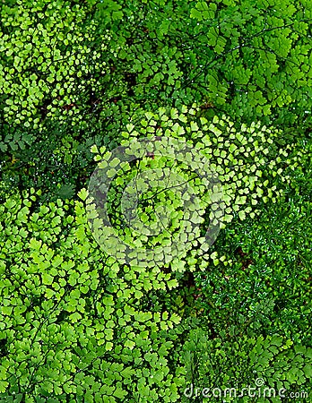 Maidenhair fern Stock Photo