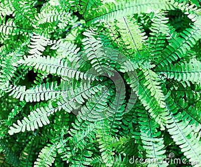 Maidenhair Fern, Adiantum pedatum Stock Photo