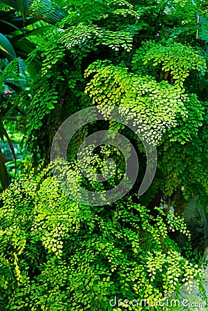 Maidenhair fern Adiantum raddianum leaves Stock Photo
