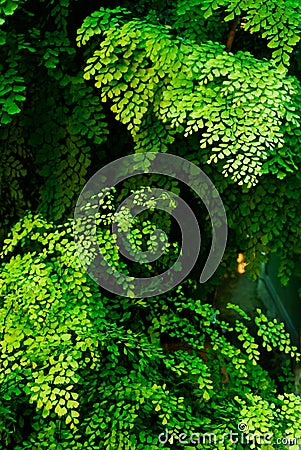 Maidenhair fern Adiantum raddianum leaves Stock Photo