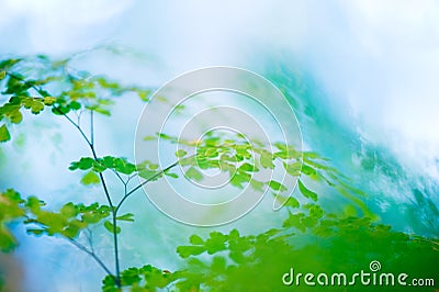 Maidenhair fern Adiantum raddianum leaves Stock Photo