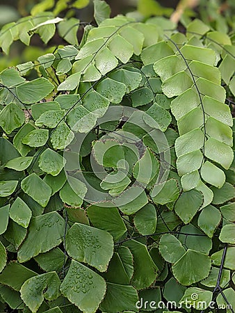 Maidenhair fern branches overlapping Stock Photo