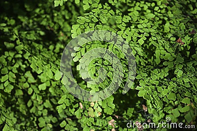 Maidenhair fern Stock Photo