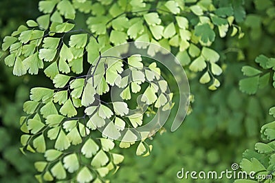 Maidenhair fern foliage, Adiantum capillus-veneris Stock Photo