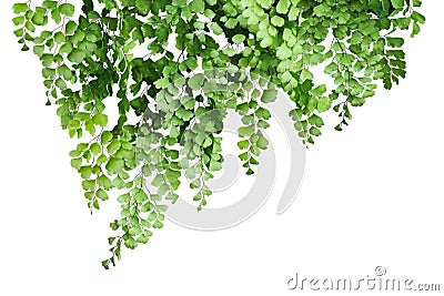 Maidenhair Fern Stock Photo