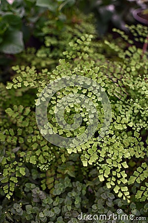 Maidenhair fern leaves close up Stock Photo