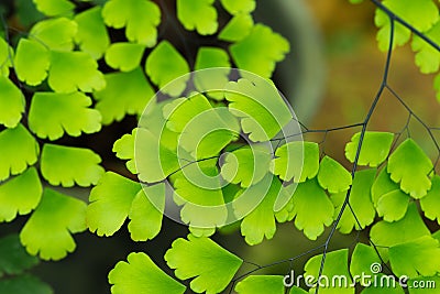 Maidenhair ferns , Adiantum Raddianum in natural daylight on dark Background Stock Photo