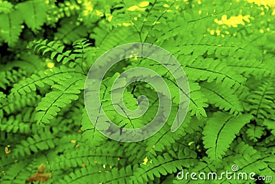 Maidenhair Ferns 6325 Stock Photo