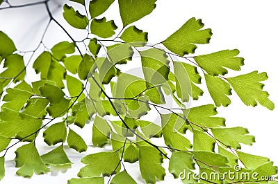 Maidenhair leaves Stock Photo