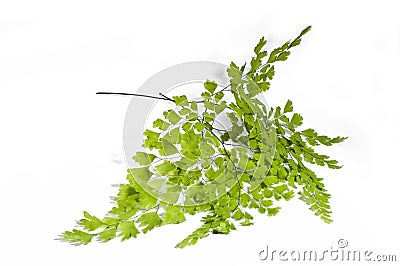 Maidenhair leaves Stock Photo