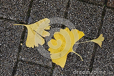 Maidenhair leaves in Kyoto, Japan Stock Photo