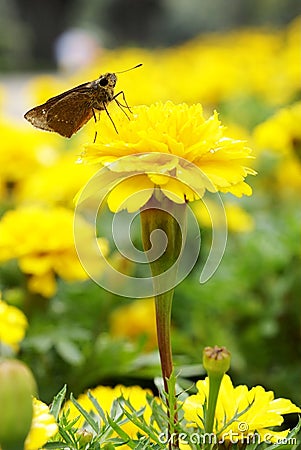 Maidenhair with moth Stock Photo