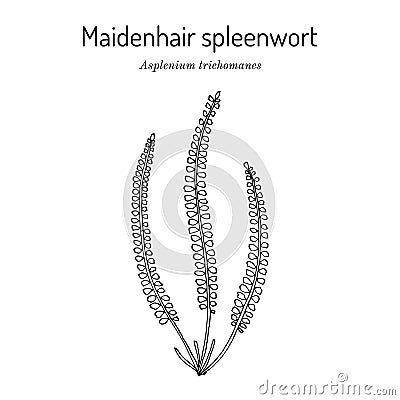 Maidenhair spleenwort Asplenium trichomanes , medicinal plant Vector Illustration