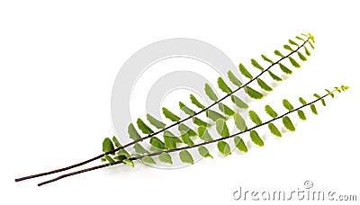 Maidenhair spleenwort Stock Photo