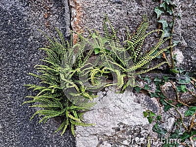 Maidenhair spleenwortScientific name: Asplenium trichomanes Stock Photo