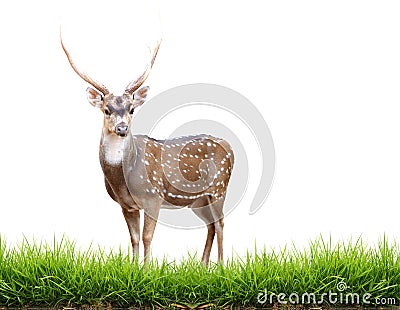 Maie axis deer with green grass Stock Photo