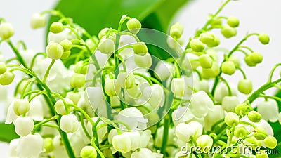 Maiglöckchen (Convallaria majalis) timelapse Maiglöckchen (Convallaria majalis) timelapse