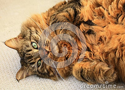 Main coon Stock Photo