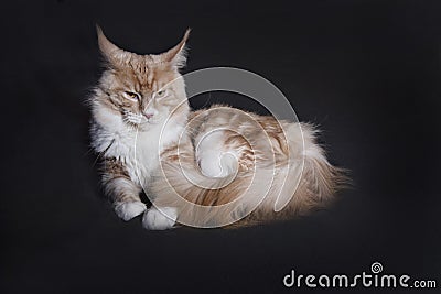 Main coon on black background Stock Photo