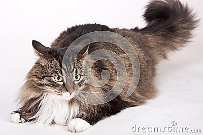 Main coon cat Stock Photo