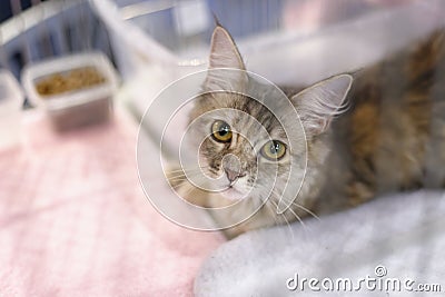 main coon cat Stock Photo