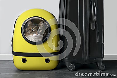 Main coon cat looking curious out of a backpack carrier next to a travel suitcase. Stock Photo